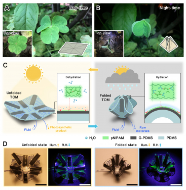 Oxalis corniculata at its (A) open state during the daytime and (B) close state during nighttime. Left insets: Top view of its open and close states, respectively. Right insets: Unfolded and folded states of the corresponding origami structure, respectively. (C) Schematic drawing of the TOM at its unfolded state when the temperature is high and light irradiates; folded state when the temperature is low and humidity is high. The insets show the schematic dehydration and hydration in the pNIPAM hydrogel layer of the actuating unit at the unfolded and folded states. (D) Bright-field images (channel is filled with blue dye) and dark-field images (channel is filled with fluorescent dye) of TOM’s two states. Scale bars, 10 mm.